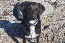 ELENA, Hund, Labrador Retriever-Mix in Klingenmünster