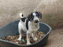 BAHATI, Hund, mischling in Bulgarien