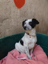 BINE, Hund, mischling in Bulgarien