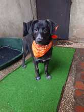 BARBIE, Hund, Mischlingshund in Bulgarien