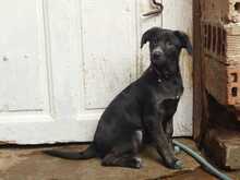 BARBIE, Hund, mischling in Bulgarien