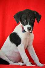 BARNEY, Hund, mischling in Bulgarien