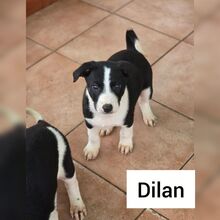 DILAN, Hund, Galgo Mischling in Spanien