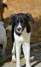 RUBBLE, Hund, Mischlingshund in Ahrensburg