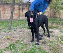 DONI, Hund, Mischlingshund in Kroatien