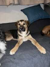 TOIVO, Hund, Mischlingshund in Bulgarien