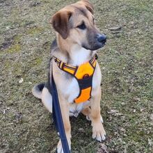 TOIVO, Hund, Mischlingshund in Kaltenkirchen