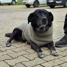 MAJA, Hund, Labrador Retriever in Herne