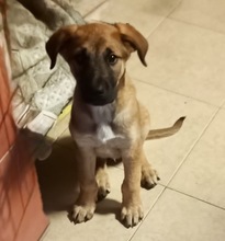 TAMESIS, Hund, Mischling in Spanien