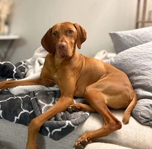 ACE, Hund, Magyar Vizsla in Frankfurt