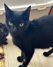 MOON, Katze, Europäisch Kurzhaar in Poxdorf