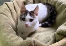 PERLA, Katze, Europäisch Kurzhaar-Mix in München