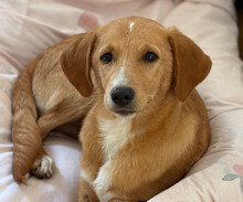 MORO, Hund, Mischlingshund in Aerzen