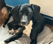 JECKI, Hund, Mischlingshund in Aerzen