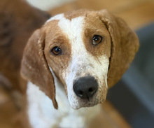 DALIA, Hund, Mischlingshund in Aerzen