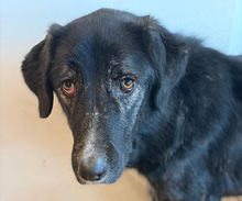 TIGER, Hund, Mischlingshund in Aerzen