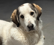 LEOPOLD, Hund, Mischlingshund in Aerzen