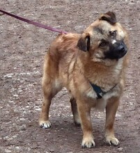 LENNY, Hund, Mischlingshund in Nürnberg