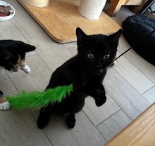 MIMAS, Katze, Europäisch Kurzhaar in Poxdorf