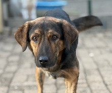 FANIS, Hund, Mischlingshund in Aerzen