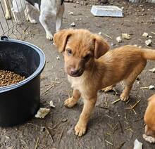 LIAN, Hund, Mischlingshund in Rumänien