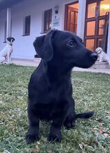 BELA, Hund, Mischlingshund in Solnhofen