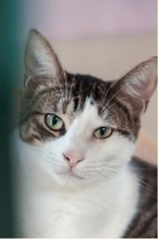 ESCUER, Katze, Europäisch Kurzhaar in Belgien