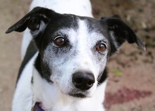 FRIDA, Hund, Mischlingshund in Griechenland