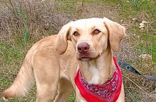 LISA, Hund, Mischlingshund in Griechenland