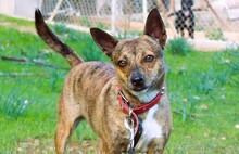 TINY, Hund, Mischlingshund in Griechenland