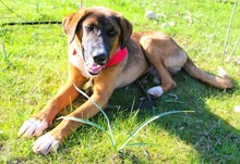 ARCHIE, Hund, Mischlingshund in Griechenland