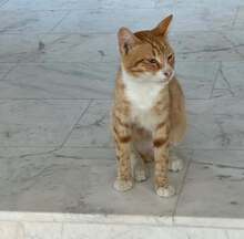 PAVAROTTI, Katze, Hauskatze in Griechenland