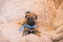 SNICKERS, Hund, Mischlingshund in Kroatien