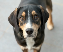 WANG, Hund, Mischlingshund in Aerzen