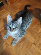 MENELAOS, Katze, Europäisch Kurzhaar in Wedemark