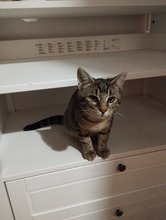 MUSTANG, Katze, Europäisch Kurzhaar in Wedemark