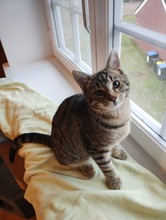 MOSQUITO, Katze, Europäisch Kurzhaar in Wedemark