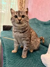LUCY, Katze, Europäisch Kurzhaar in Rumänien