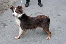 FAHEJ2, Hund, Mini Australian Shepherd in Ungarn
