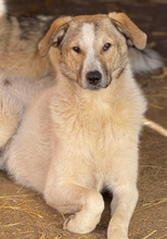 TITUS, Hund, Mischlingshund in Rumänien