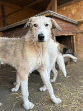 REMUS, Hund, Mischlingshund in Rumänien