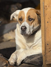 THALITA, Hund, Mischlingshund in Rumänien