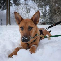 JETTE, Hund, Mischlingshund in Edemissen