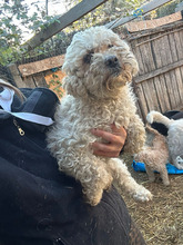 FIORENZA, Hund, Bichon Maltais in Rumänien