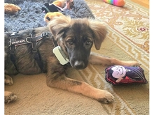 ROSLYN, Hund, Mischlingshund in Lemgo