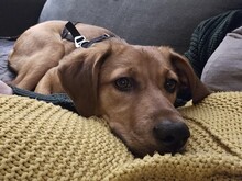 JARAH, Hund, Mischlingshund in Karlsruhe