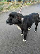 SMOKIE, Hund, Mischlingshund in Kroatien