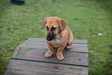 RUBY, Hund, Mischlingshund in Kroatien