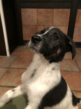 NOEL, Hund, Mischlingshund in Langenhagen