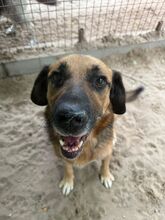 GUNVALD, Hund, Mischlingshund in Ungarn